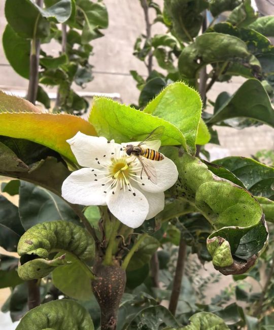 梦到梨树开花了什么预兆？详解梨树花期与养护指南