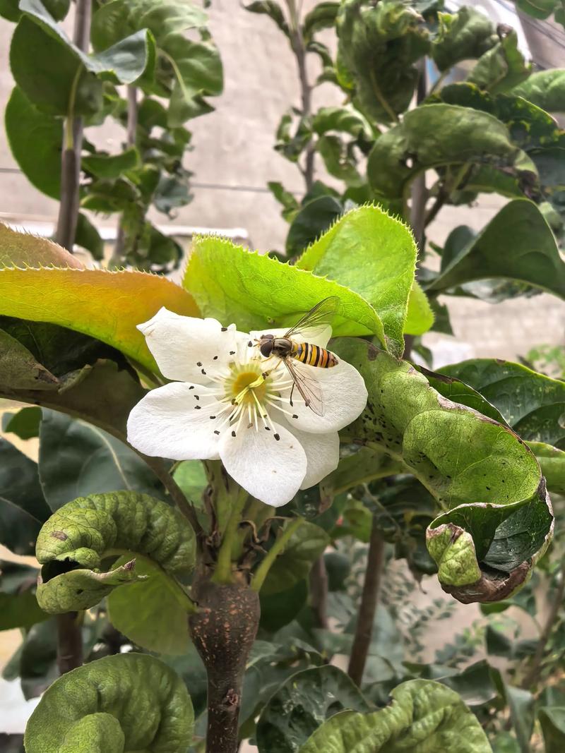梦到梨树开花了什么预兆?详解梨树花期与养护指南 梦到梨树开花的预兆