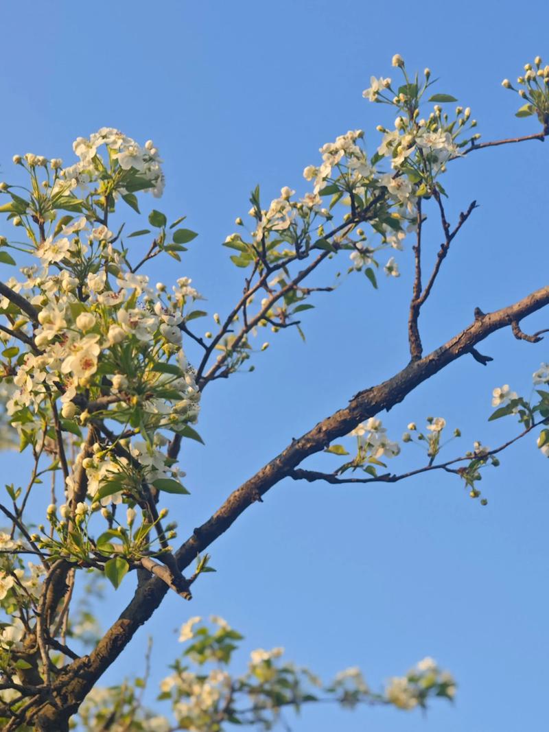 梦到梨树开花了什么预兆?详解梨树花期与养护指南 梨树花期与果期具体说明