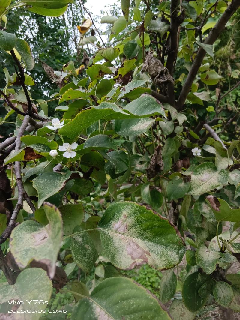梦到梨树开花了什么预兆?详解梨树花期与养护指南 影响梨树开花结果的关键因素