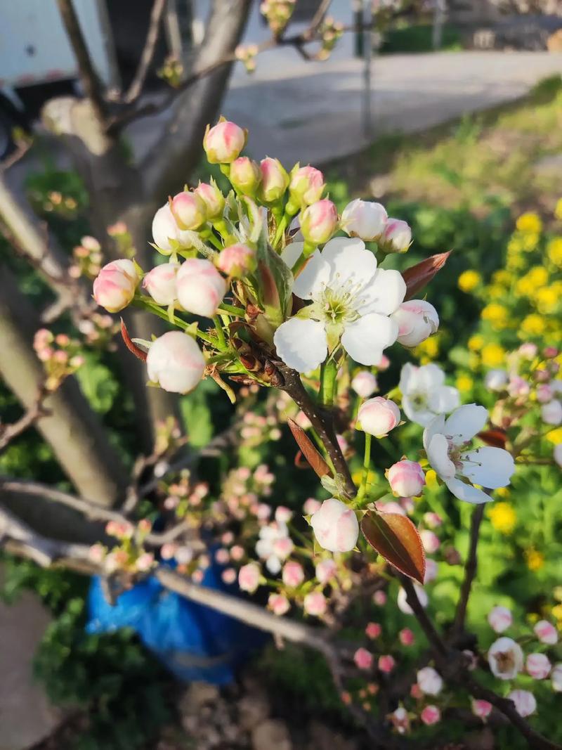 梦到梨树开花了什么预兆?详解梨树花期与养护指南 促花促果养护步骤(含操作细节)