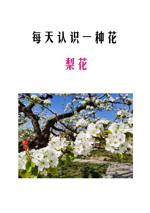 梦到梨树开花了什么预兆?详解梨树花期与养护指南 总结