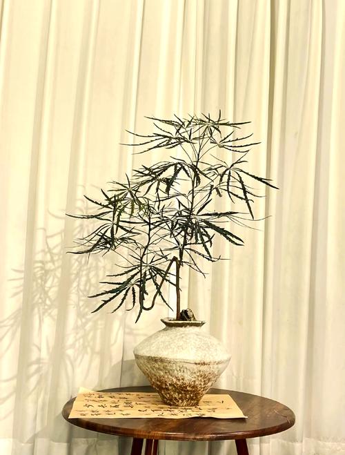 三、人工种植金丝楠木的园艺价值