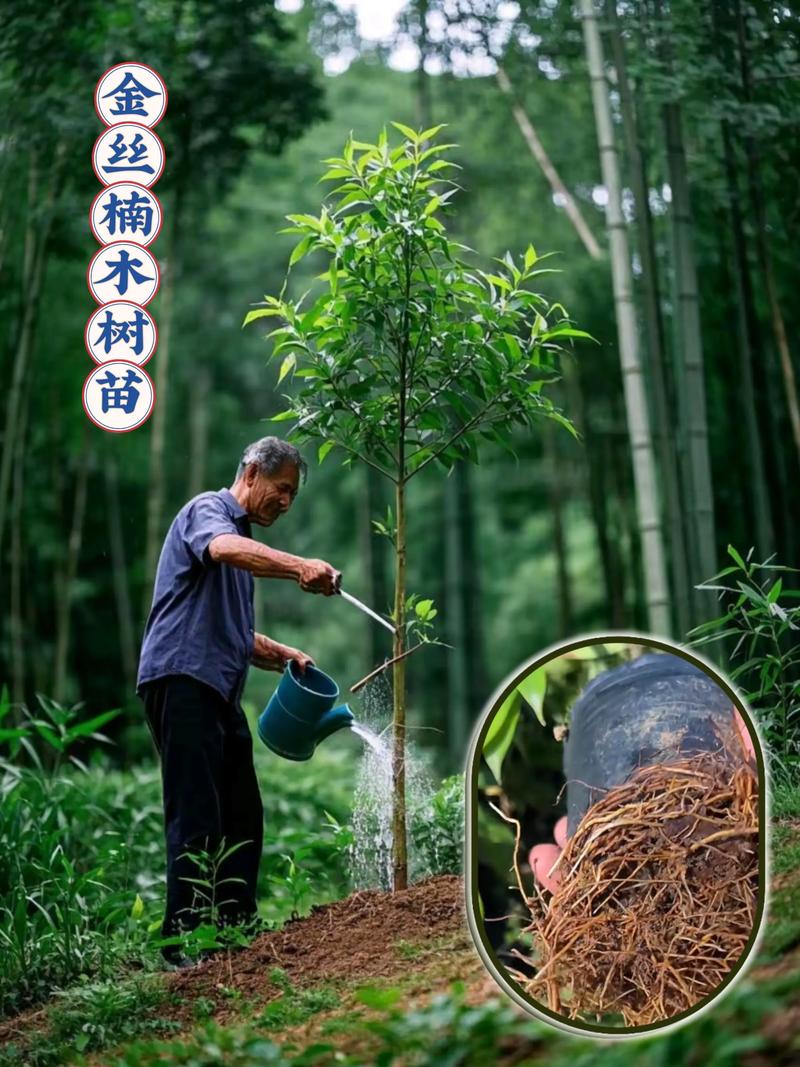 二、合法交易的条件：人工种植是关键