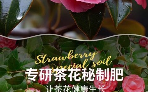 盆栽茶花用什么土好？掌握这个配方，根系壮花苞多