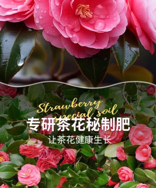盆栽茶花用什么土好？掌握这个配方，根系壮花苞多