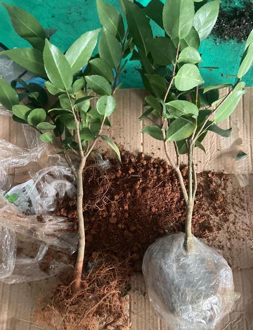 盆栽茶花用什么土好?掌握这个配方,根系壮花苞多 三、黄金配土方案详解(实测有效)