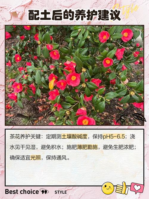 盆栽茶花用什么土好?掌握这个配方,根系壮花苞多 六、常见问题FAQ