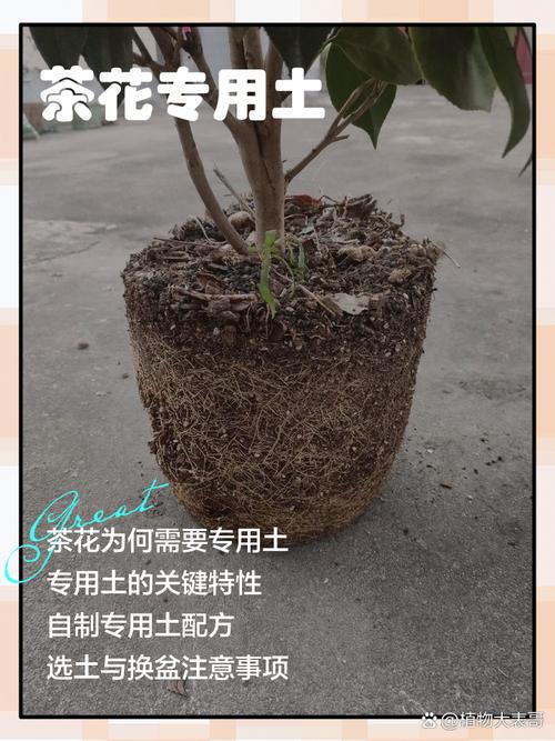 盆栽茶花用什么土好?掌握这个配方,根系壮花苞多 五、常见误区与纠正