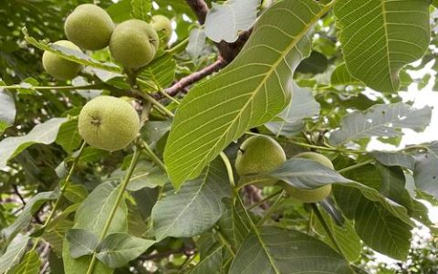 核桃树栽哪里最旺财？庭院科学种植与风水布局全攻略
