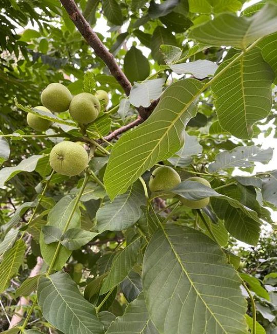 核桃树栽哪里最旺财？庭院科学种植与风水布局全攻略