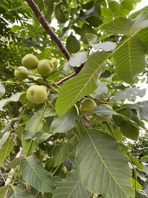 核桃树栽哪里最旺财?庭院科学种植与风水布局全攻略 核桃树栽哪里最旺财?庭院科学种植与风水布局全攻略