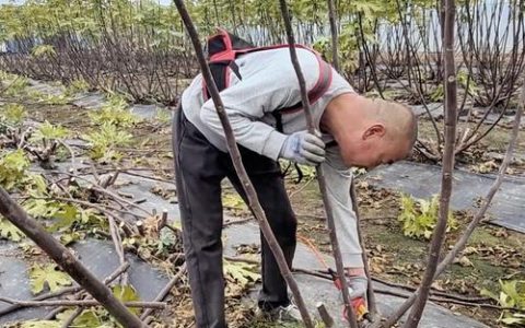 无花果树怎么修枝和剪枝？家庭盆栽与庭院种植养护全指南