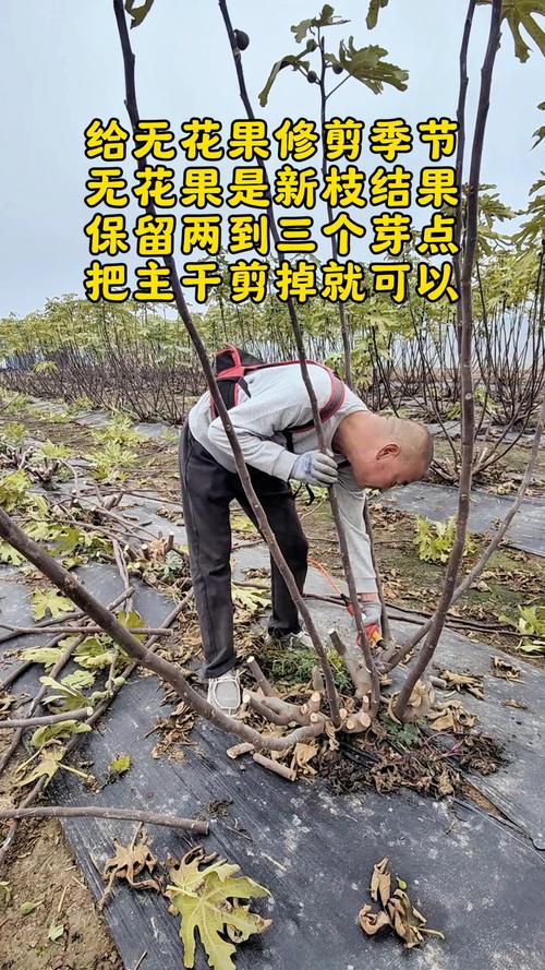 无花果树怎么修枝和剪枝？家庭盆栽与庭院种植养护全指南