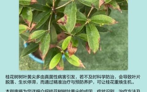 桂花树叶子发黄怎么办？一份专业诊断与防治指南