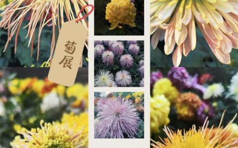 端午节赏菊花：自然花期与夏季观赏替代方案