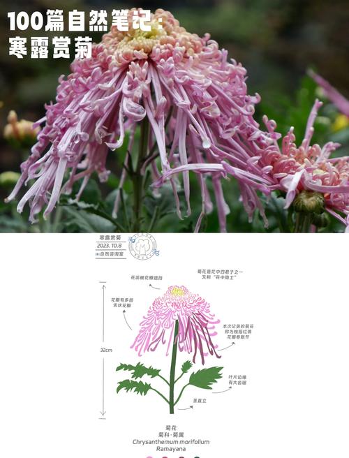 修剪促花系统指导