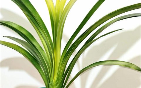 细叶君子兰是什么品种？形态特征、养护要点与常见品种对比全解析