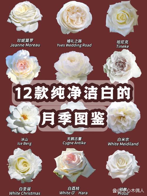 月季的生长习性与观赏应用