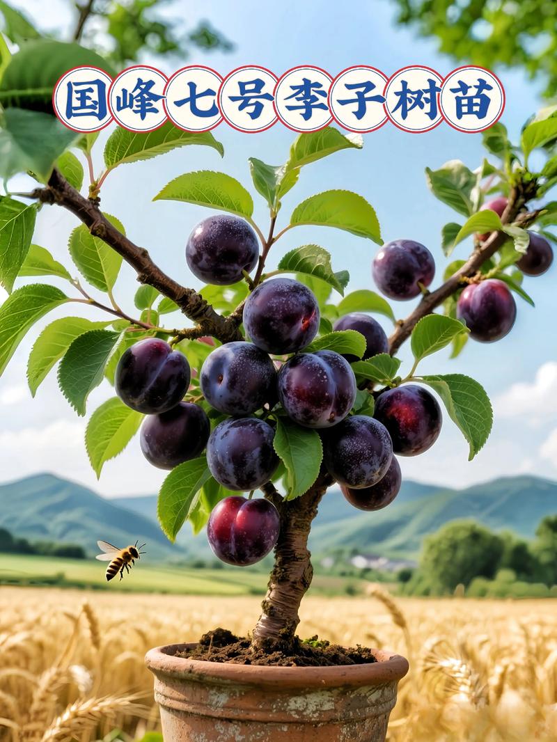 售后补苗政策与书面约定审核
