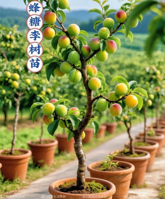 李苗多少钱一棵？2024年价格参考与影响因素详解