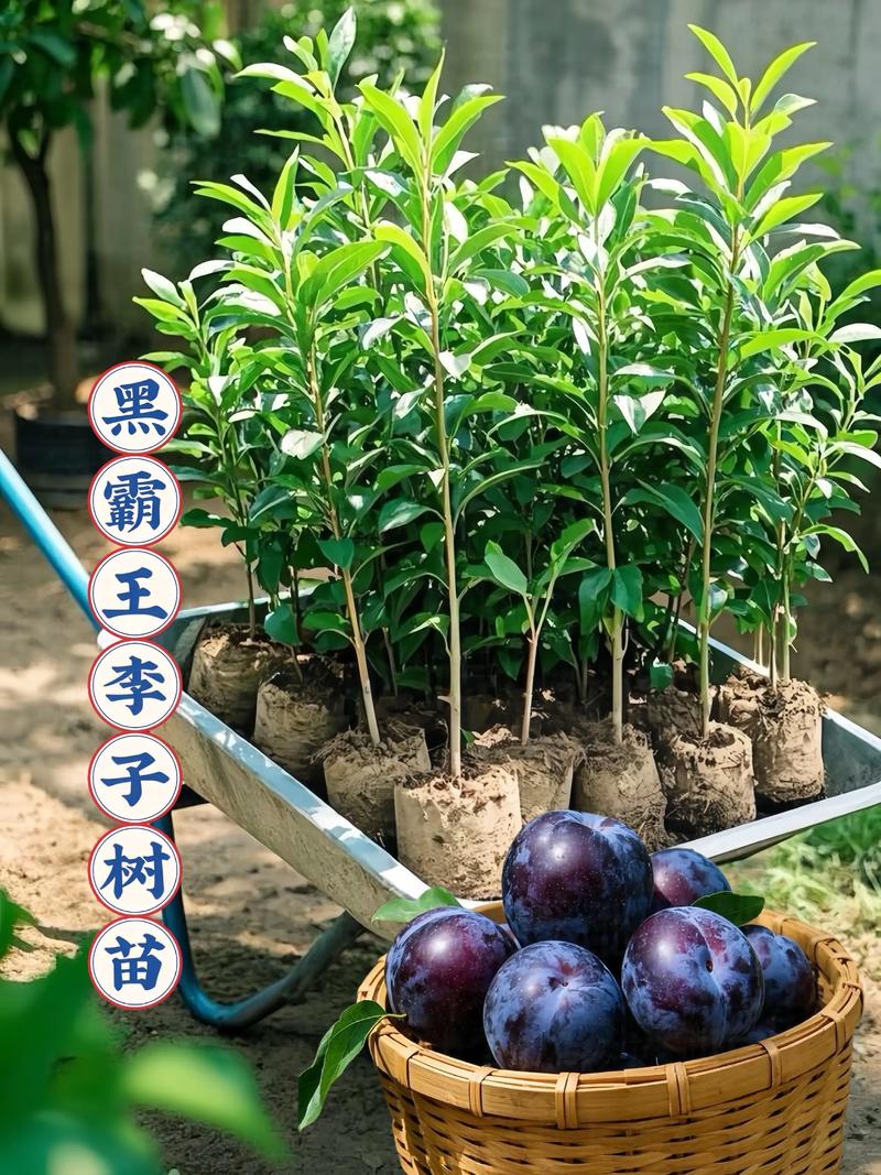 李苗多少钱一棵?2024年价格参考与影响因素详解 4. 数量因素:批量采购享受阶梯折扣