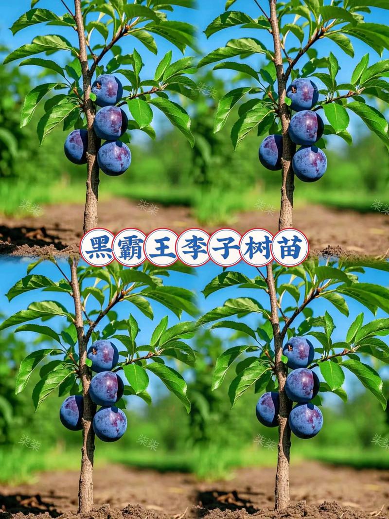 李苗多少钱一棵?2024年价格参考与影响因素详解 综合价格参考表(2024年市场数据)