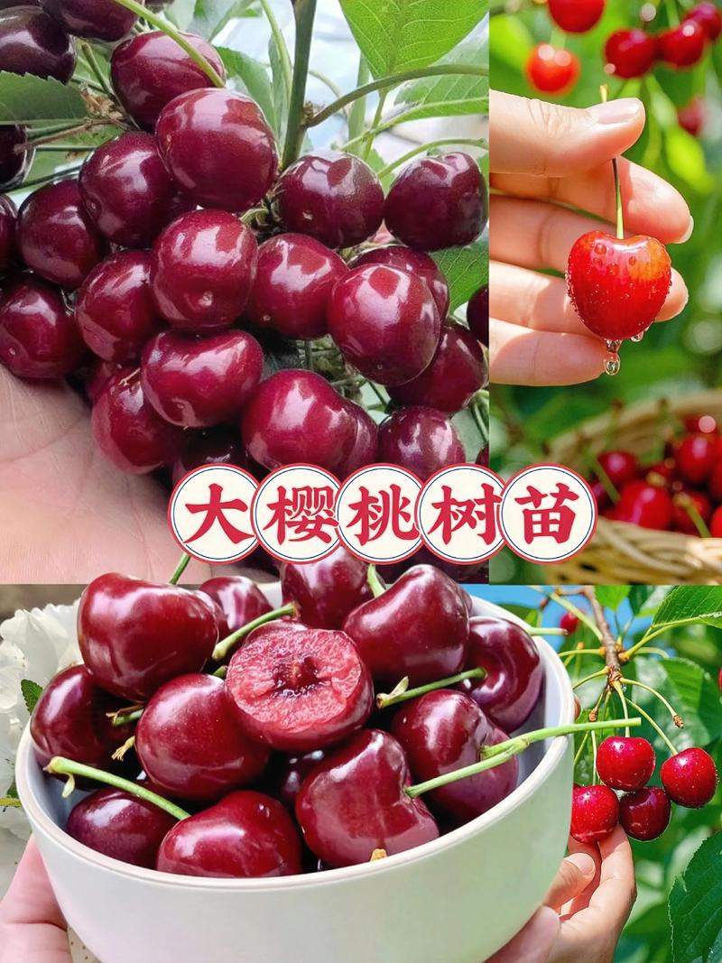 常见问题解答 (FAQ)