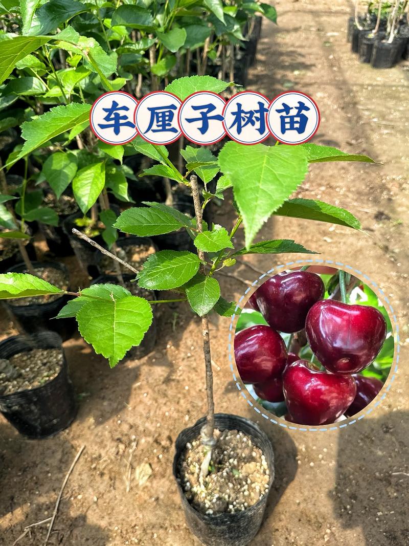 咨询指南