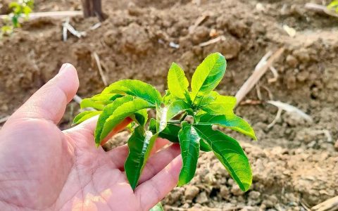 百香果苗怎么种植？选对苗、栽对深，当年就能挂果