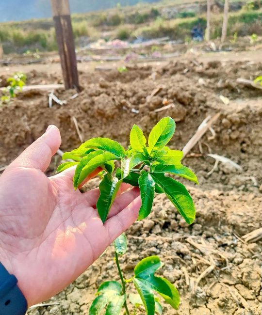 百香果苗怎么种植？选对苗、栽对深，当年就能挂果