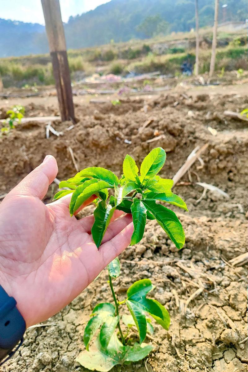 百香果苗怎么种植？选对苗、栽对深，当年就能挂果