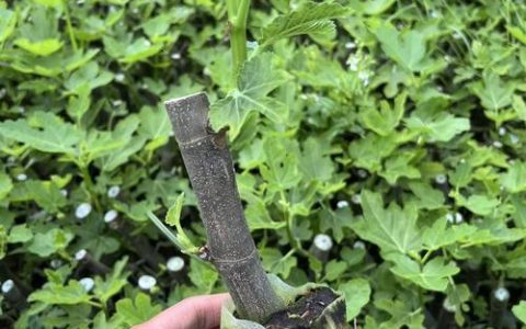 无花果僵苗不长怎么办？5步解决僵苗问题并预防