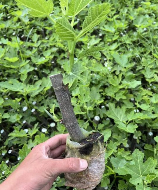 无花果僵苗不长怎么办？5步解决僵苗问题并预防