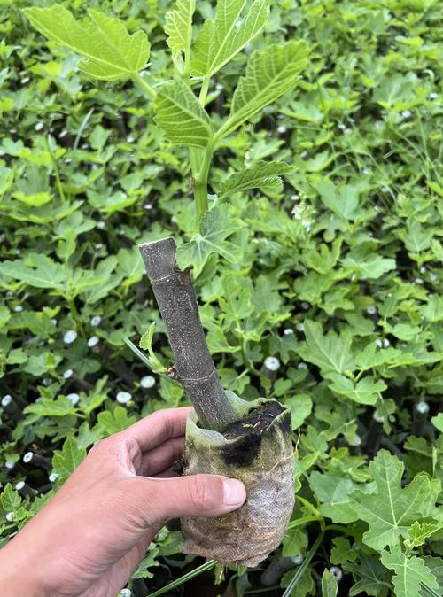 无花果僵苗不长怎么办？5步解决僵苗问题并预防