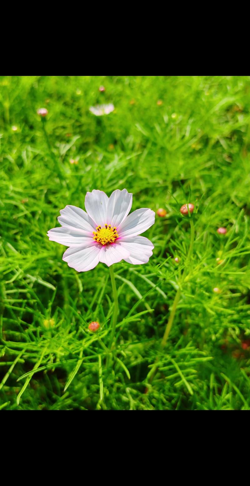 格桑花是什么花?波斯菊别名与形态特征详解 格桑花是什么花?波斯菊别名与形态特征详解
