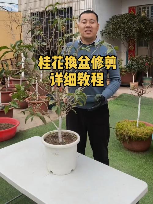 桂花树什么时候剪枝最好?新手家庭养护全指南 光照:喜光植物,需充足直射光