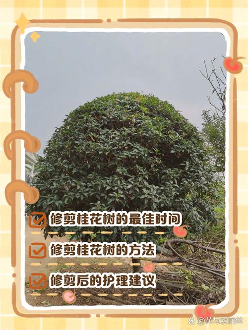 桂花树什么时候剪枝最好?新手家庭养护全指南 换盆/田间管理:2-3年一次,喜酸性土壤