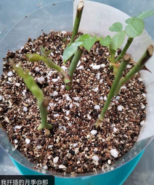 月季花6月份能扦插吗？这篇文章告诉你方法，成功率更高