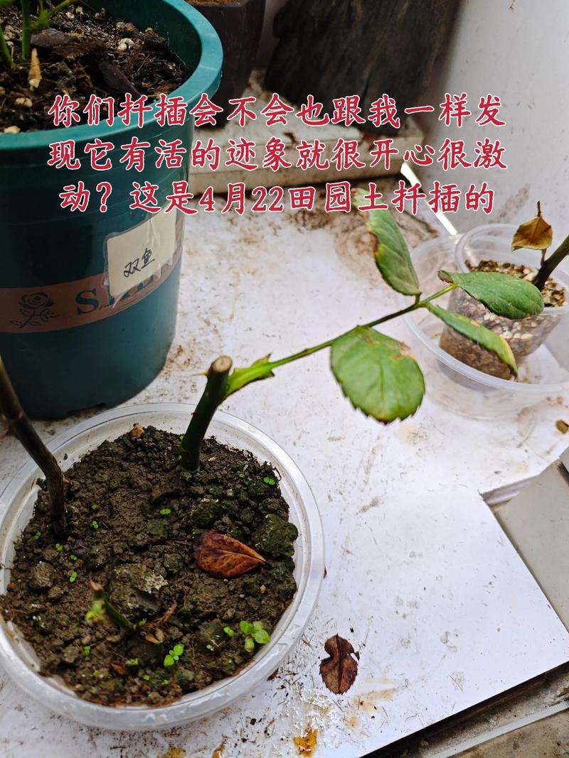 月季花6月份能扦插吗?这篇文章告诉你方法,成功率更高 操作流程与关键节点控制