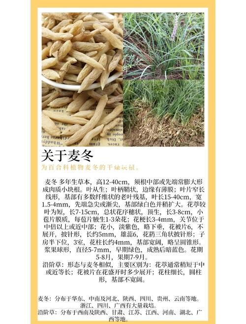 黑麦草冬天会冻死吗?耐寒性分析与南北越冬养护指南 北方与南方越冬养护操作步骤