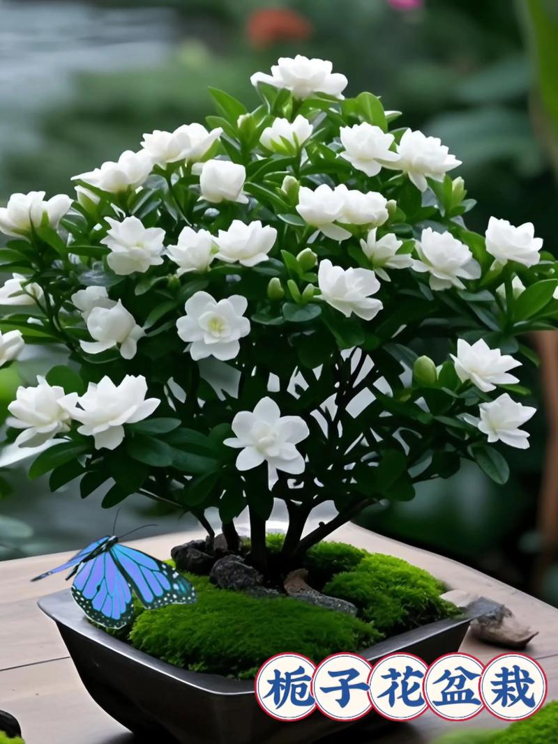 栀子花有什么特点?一文看懂栀子花的形态、生长习性与园林用途 栀子花有什么特点?一文看懂栀子花的形态、生长习性与园林用途
