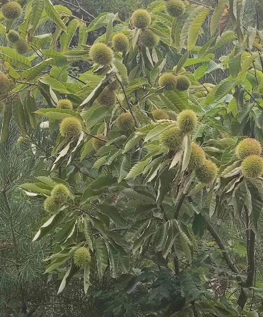 板栗成熟时间及种植指南：不同品种与地区的采收时间表