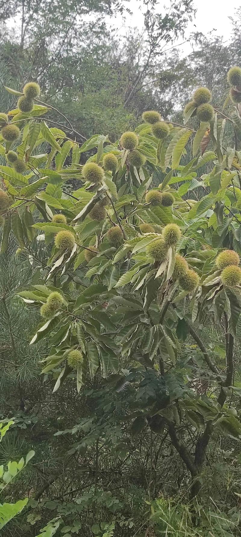 板栗成熟时间及种植指南：不同品种与地区的采收时间表