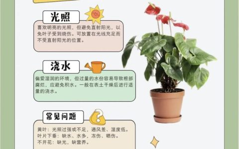 红掌花怎么养殖？从浇水到换盆的全方位养护指南