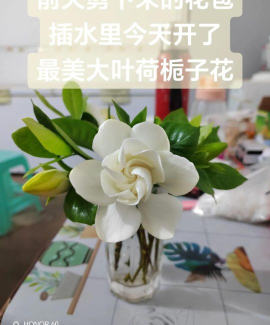 新鲜栀子花怎么吃？3种家常做法，清热去火又好吃