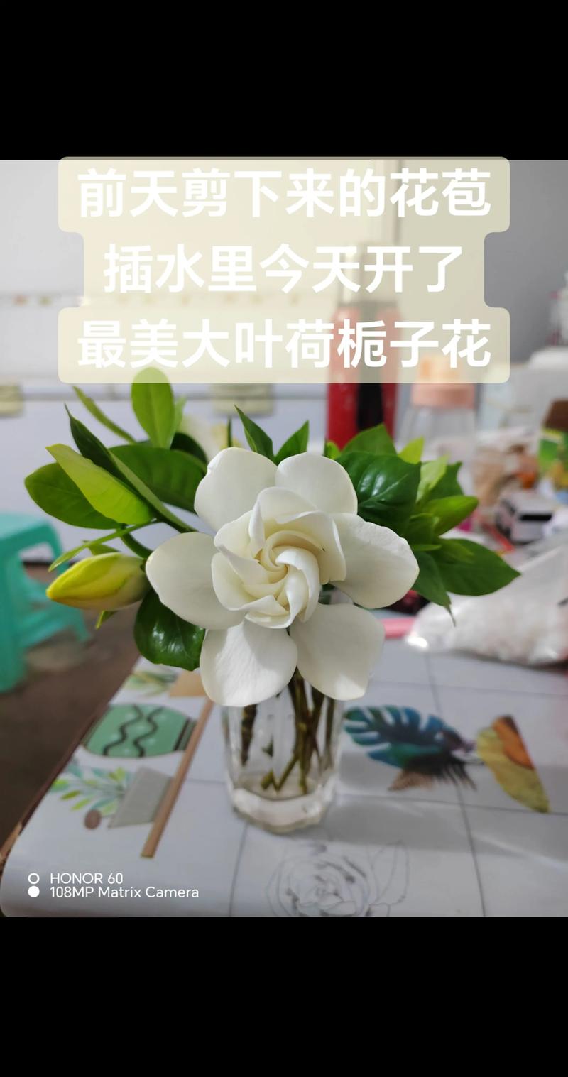 新鲜栀子花怎么吃?3种家常做法,清热去火又好吃 新鲜栀子花怎么吃?3种家常做法,清热去火又好吃