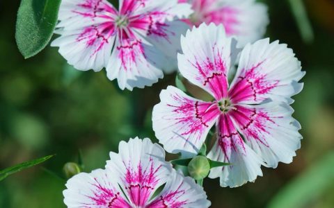 石竹花冬天会开花吗？花期、耐寒性及南北养护全攻略