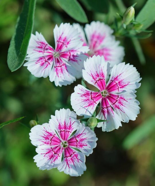 石竹花冬天会开花吗？花期、耐寒性及南北养护全攻略