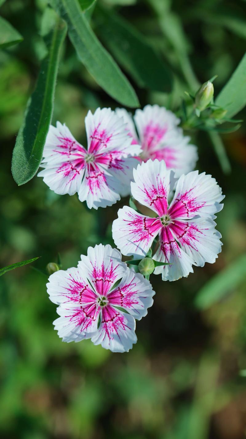 石竹花冬天会开花吗？